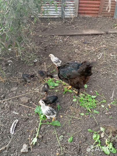 Цыплята брама