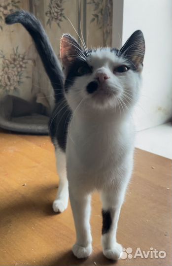 Отдам котенка