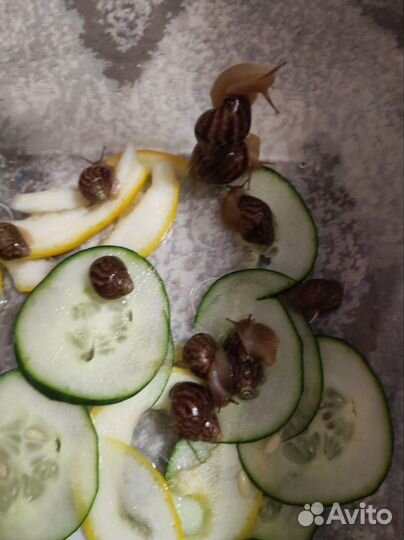 Улитки ахатины