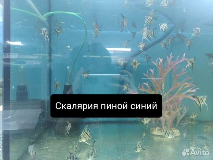 Аквариумные рыбки оптом