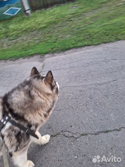 Малмуты,продажа