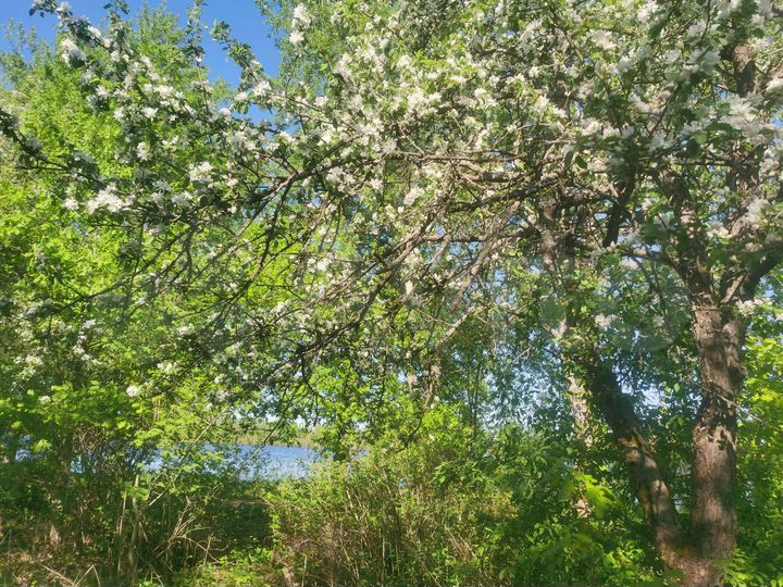 Участок 12,8 сот. (ИЖС)