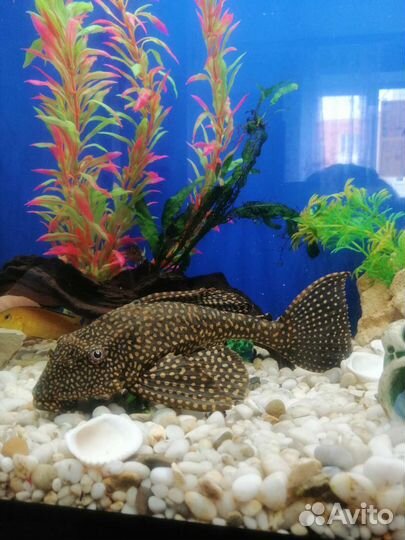 Сом птеригоплихт