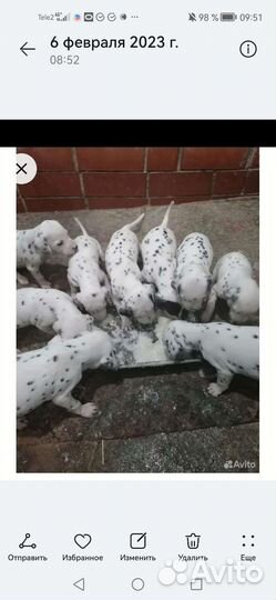 Щенки далматина