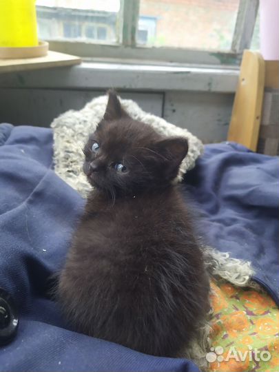 Котенок черный в дар