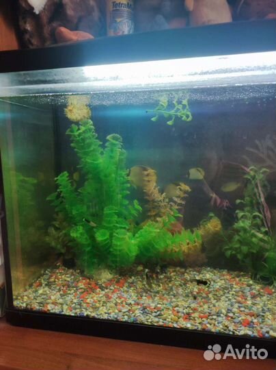 Аквариум