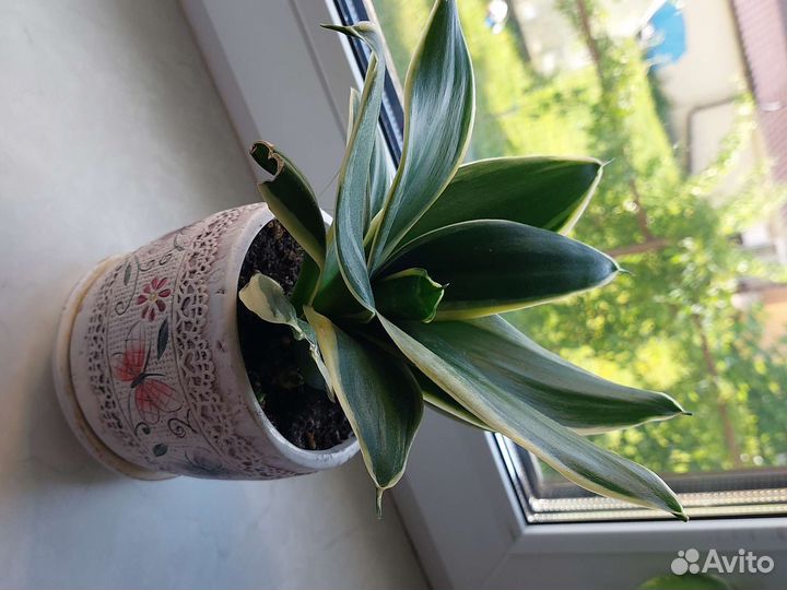 Сансевиерия