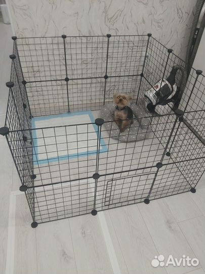 Йоркширский терьер