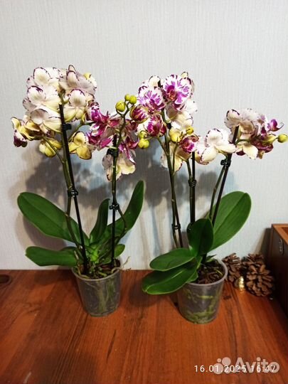 Орхидея фаленопсис, 2 ствола