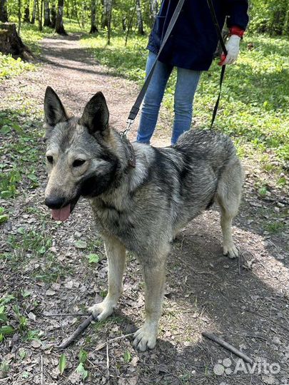 Собака в добрые руки