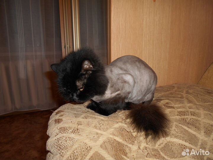 Стрижка кошек,собак,йорков,кастрация котов, выезд