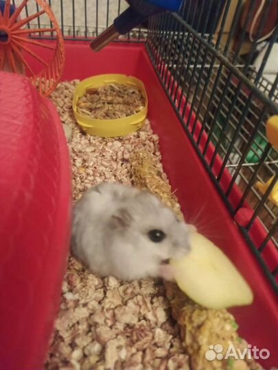 Передержка (зооняня)