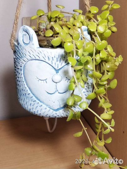 Седум японика и другие суккуленты в ассортименте