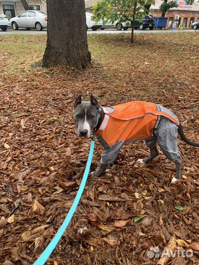 Дождевик для крупной собаки