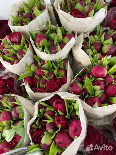 Пионы цветы букеты