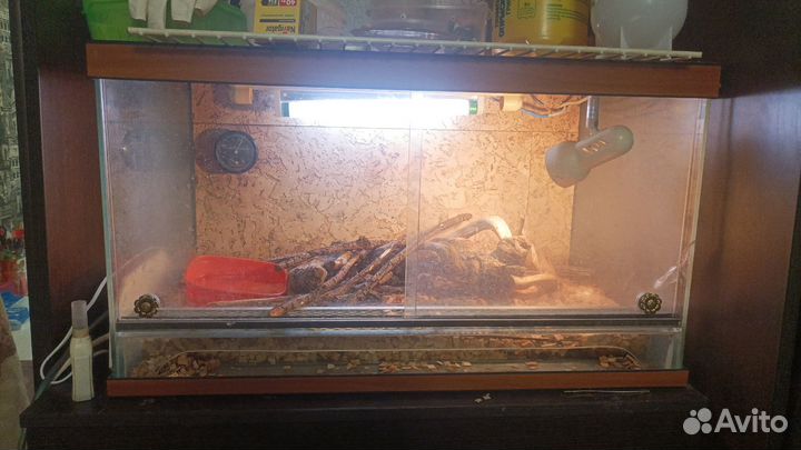 Сцинк розовоязыкий