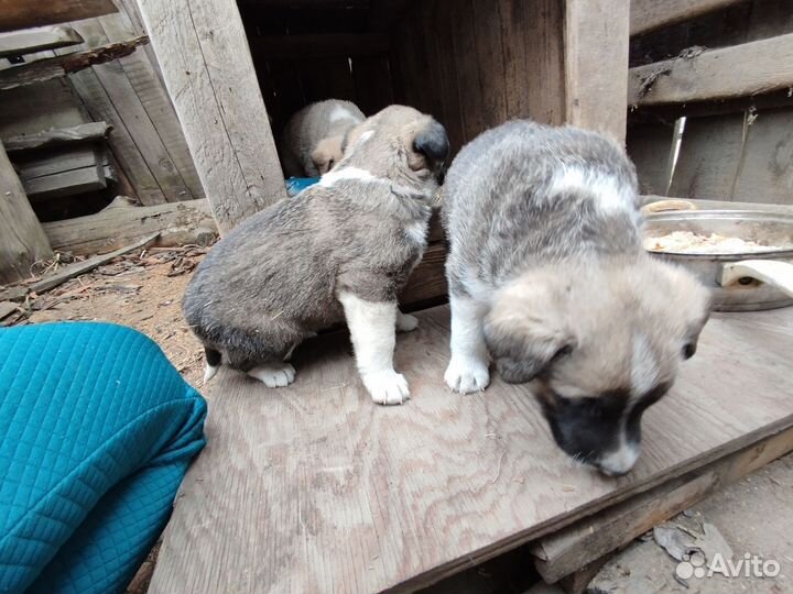 Щенки дворняги