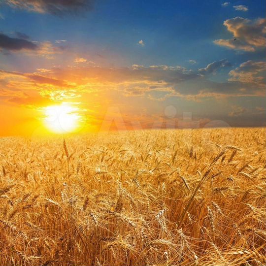 Участок 5,1 сот. (СНТ, ДНП)