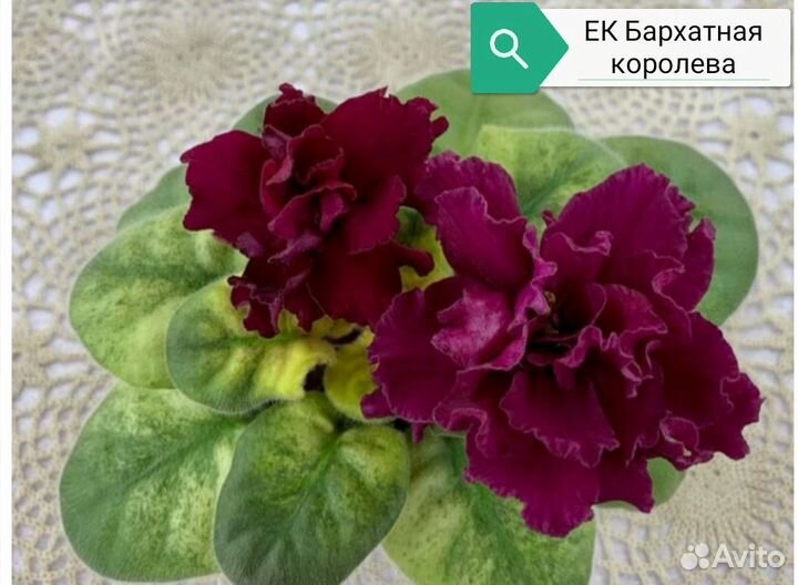 Фиалки сортовые. Большой ассортимент