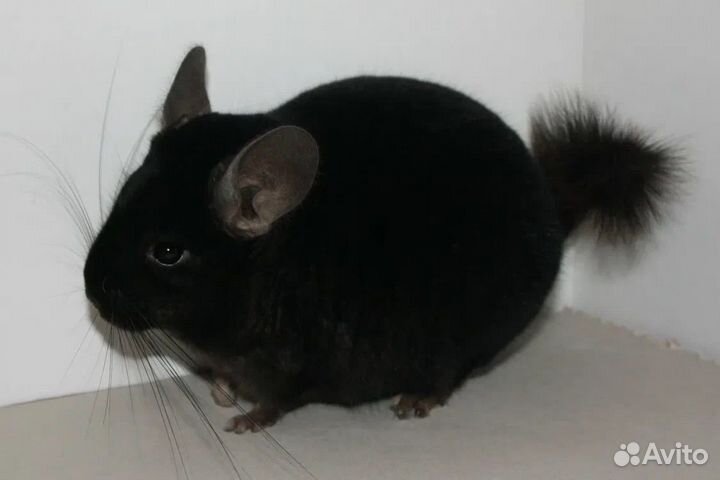 Шиншилла ангора