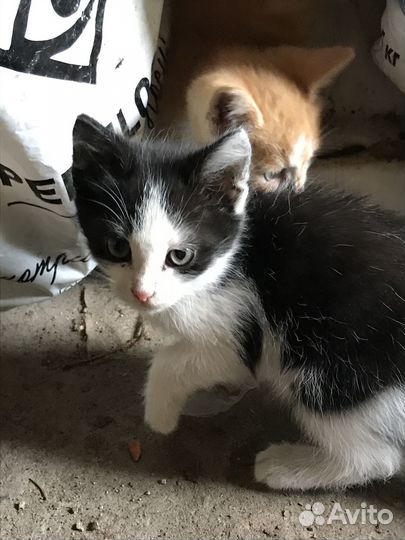 Котята в добрые руки даром