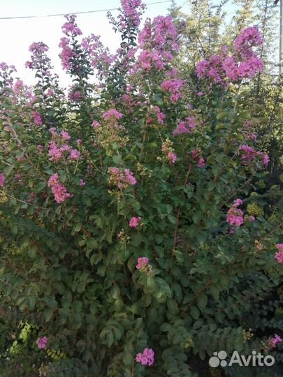 Лагерстремия