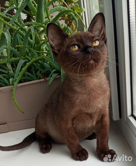 Бурма с документами