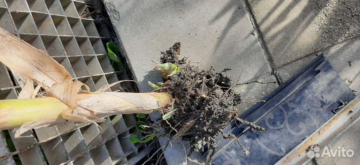 Арундо пестролистный