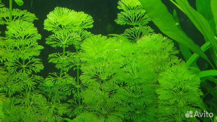 Аквариумные растения