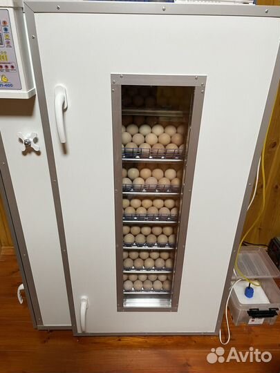 Цыплята кучинская юбилейная суточные и подрощенные