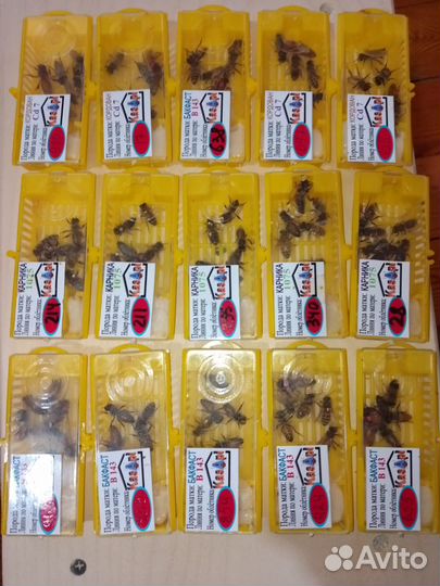 Пчелы матки