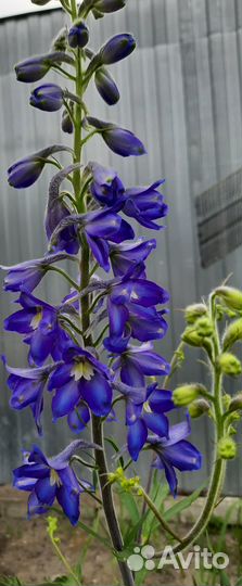 Дельфиниум