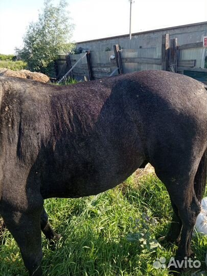 Мясо конины