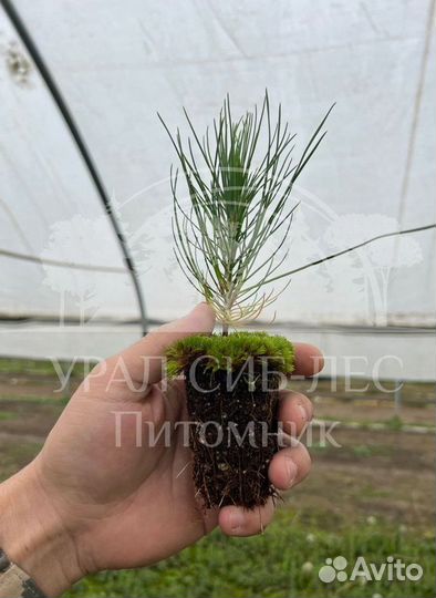 Сеянцы на лесовосстановление Горная сосна Мугус зк