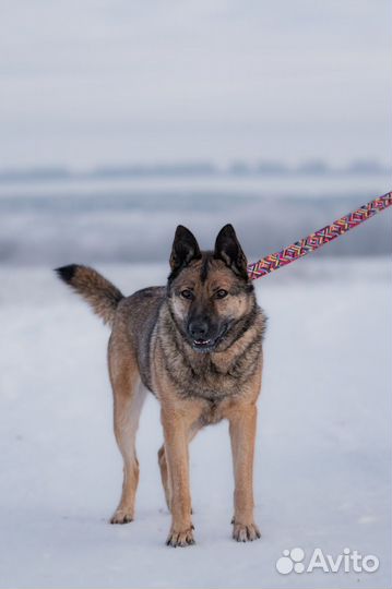 Собака Миша ждет своего хозяина