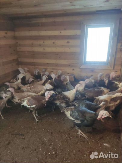 Индюшки, индюки, цесарки