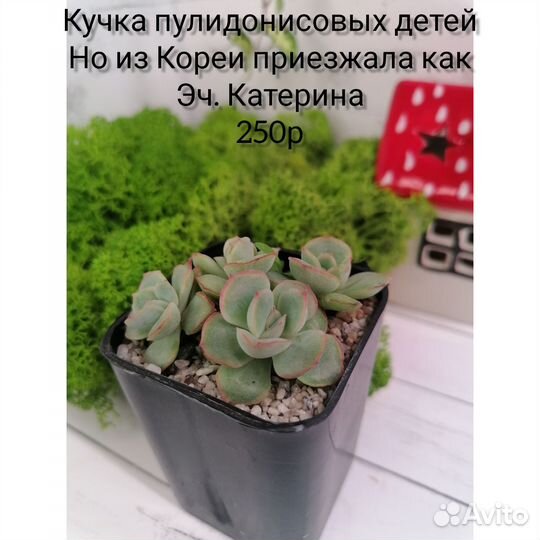Суккуленты