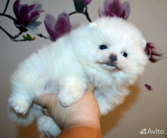 Померанский шпиц, белые медвежата, есть мини, с до