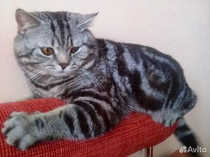 Коты на вязку