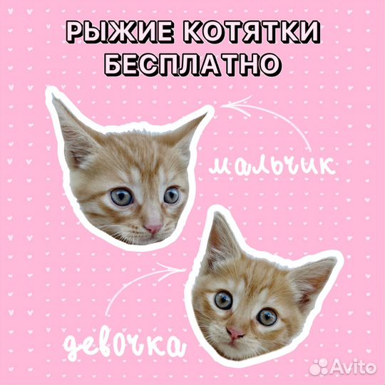 Рыжие котята