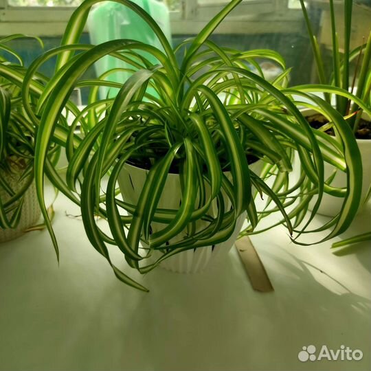 Хлорофитум кудрявый