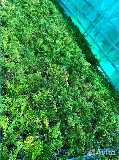 Саженцы туи Смарагд оптом