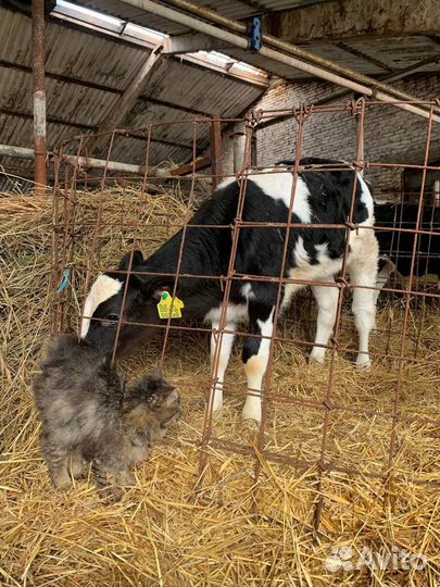 Телята бычки и телочки