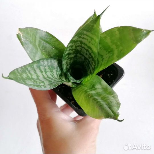 Сансевиерия Ханни