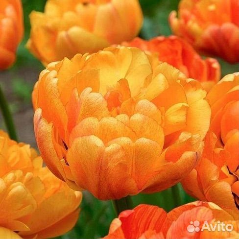 Тюльпаны пионовидные к 8 марта оптом