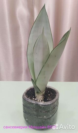 Сансевиерии коллекционные редкие