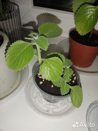 Плектрантус