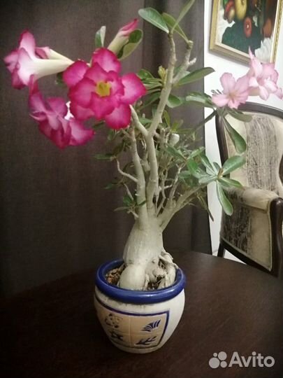 Адениум роза пустыни