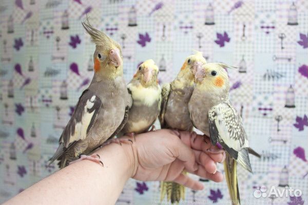 Ручные кореллы