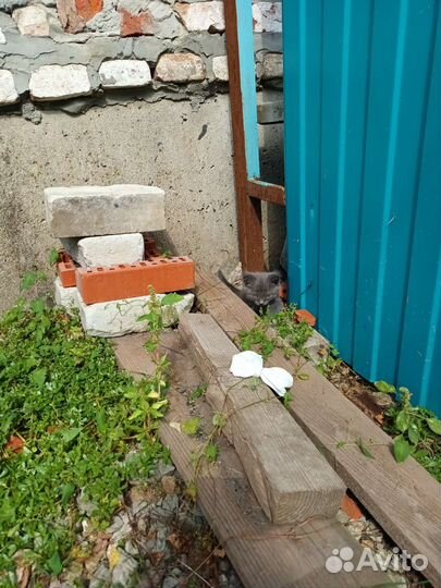 Кошка в дар